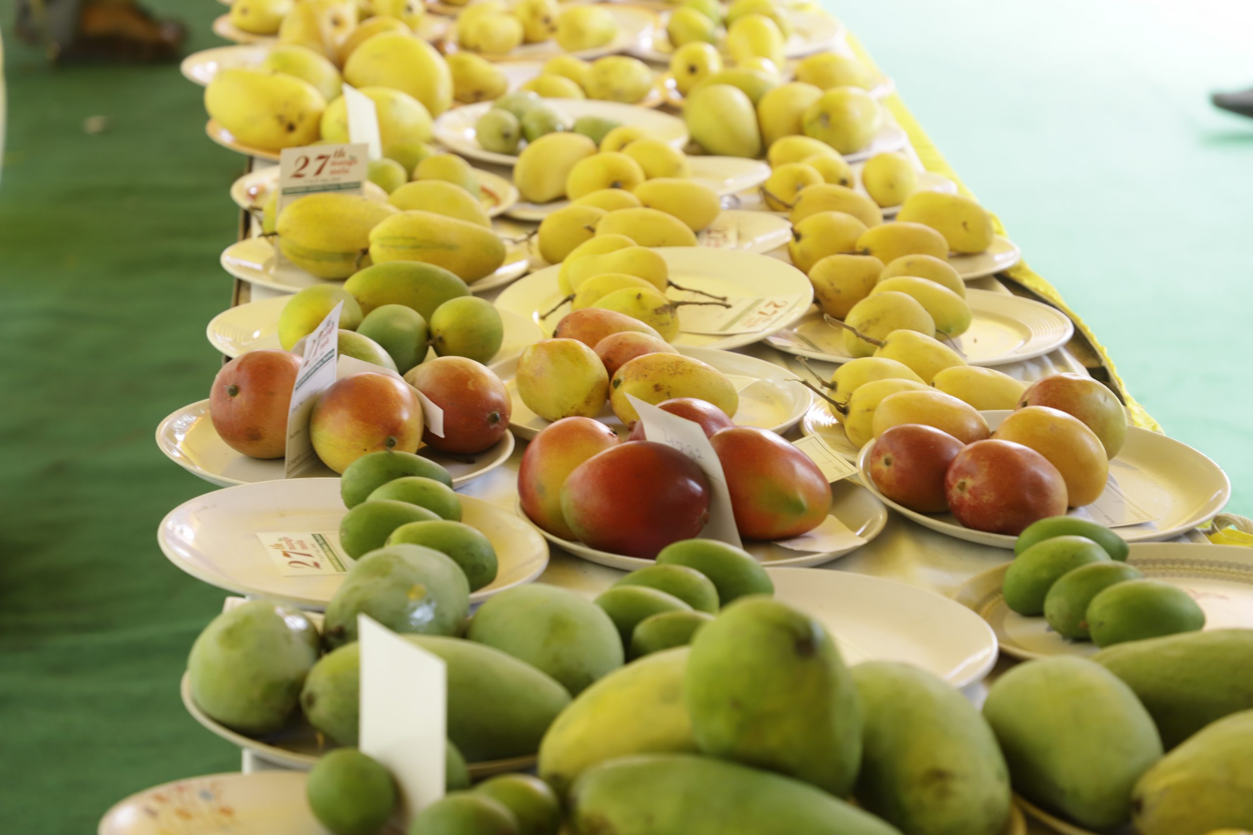 Mango Mela